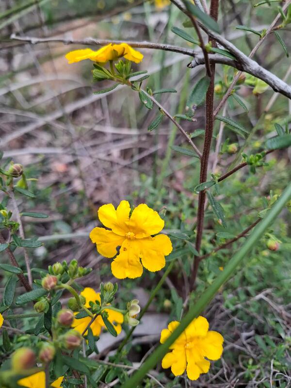 Native yellow wildflowers observed on nature walks from Aunty Joy's Place Perth Hills