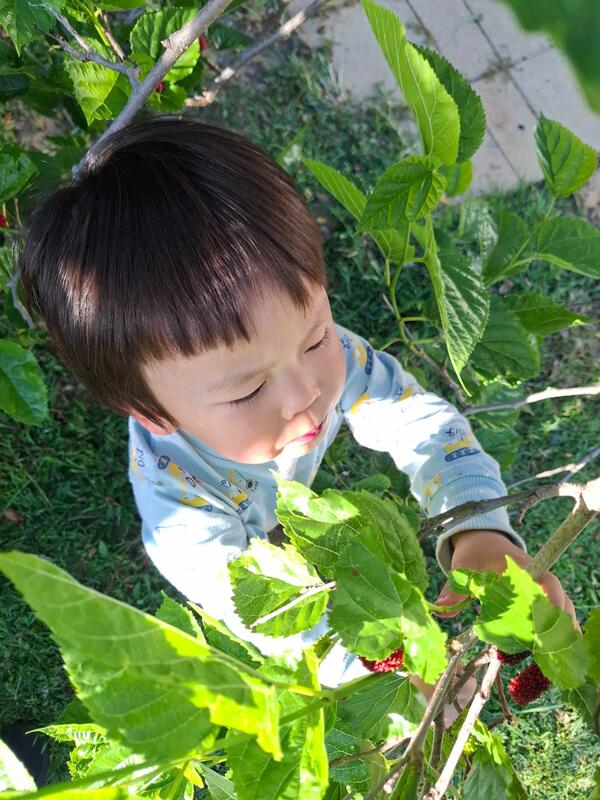 Child discovering nature at Aunty Joy's Place family day care Perth Hills - picking berries from the garden
