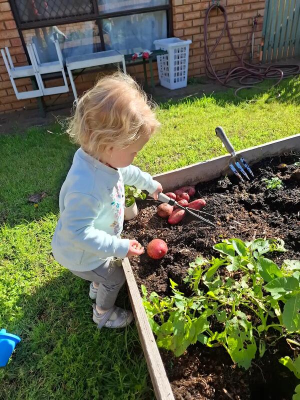 Child harvesting potatoes from the vegetable garden at Aunty Joy's Place family day care Perth Hills
